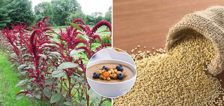 Why is amaranth useful