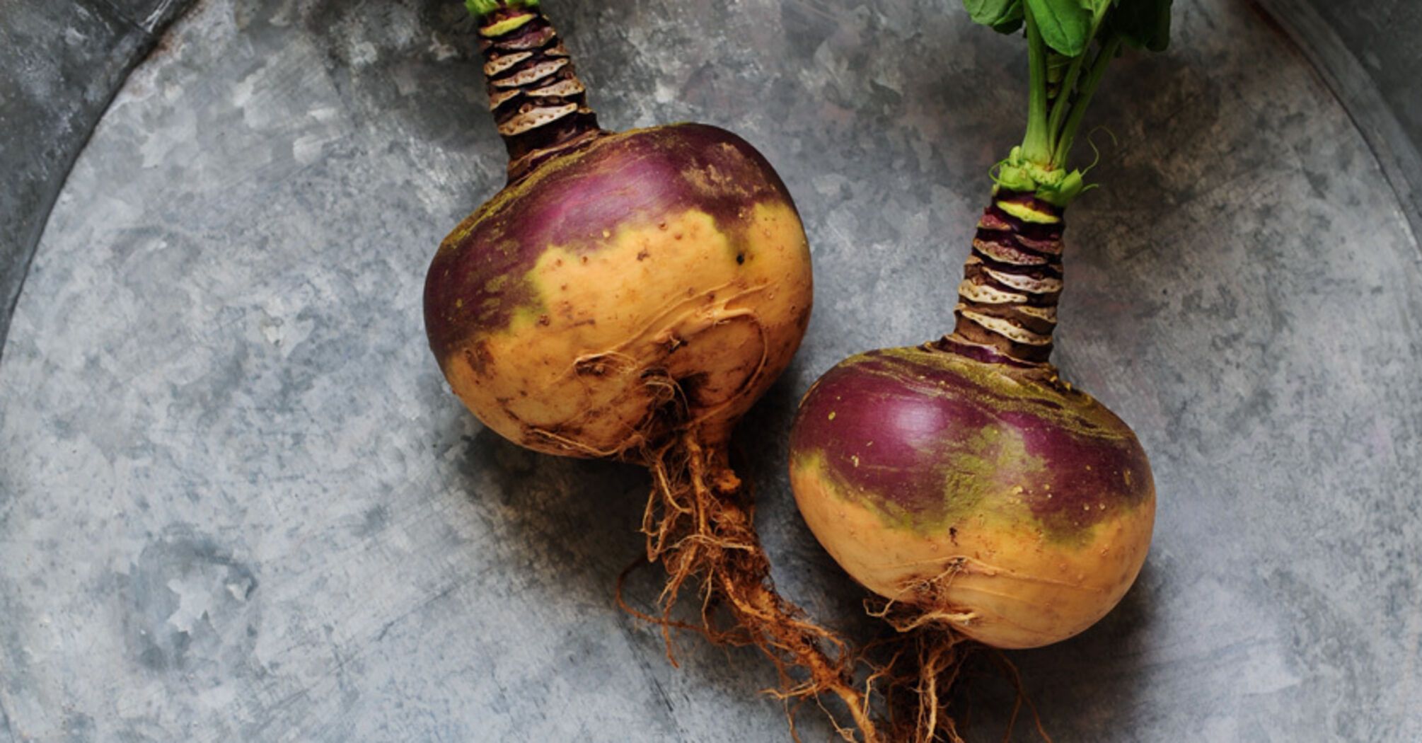 What is rutabaga and how to grow it in the garden