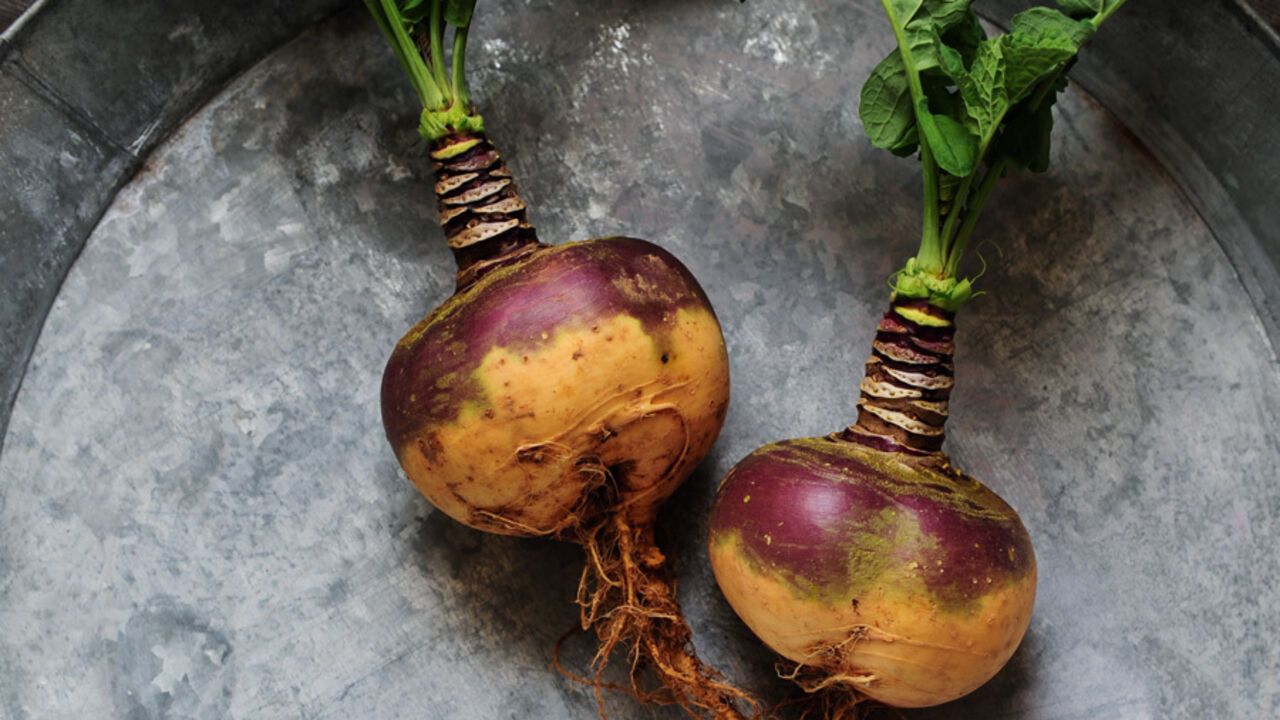 What is rutabaga and how to grow it in the garden