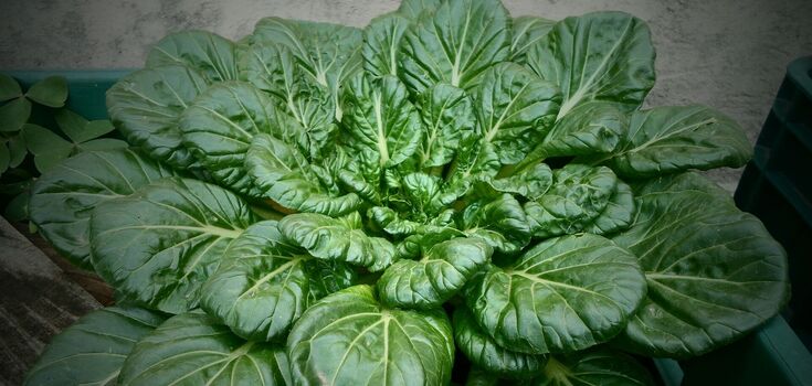 5 рецептов, вкусного и полезного для кожи, смузи со шпинатом