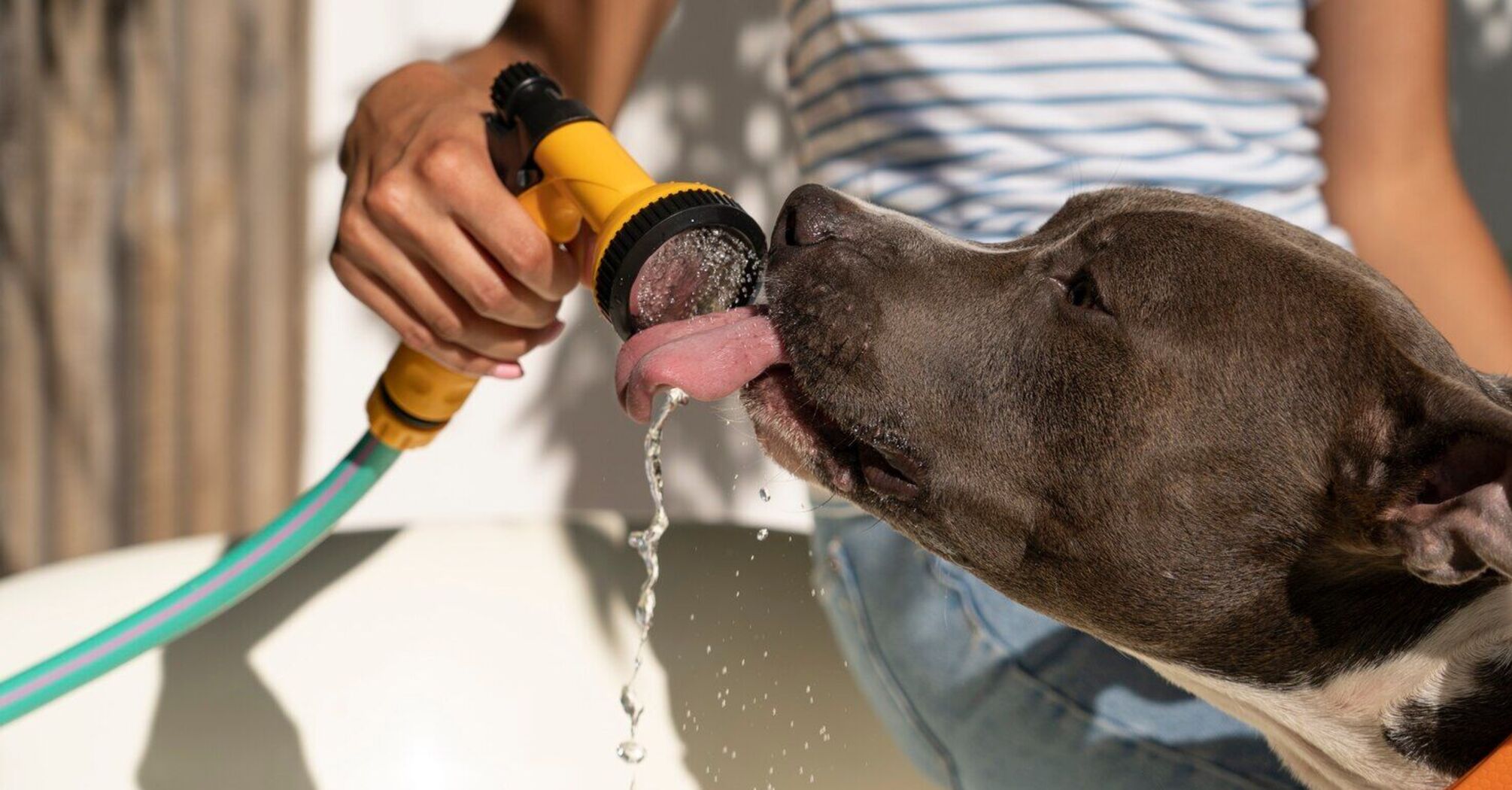 How to help your pets survive the heat: main rules