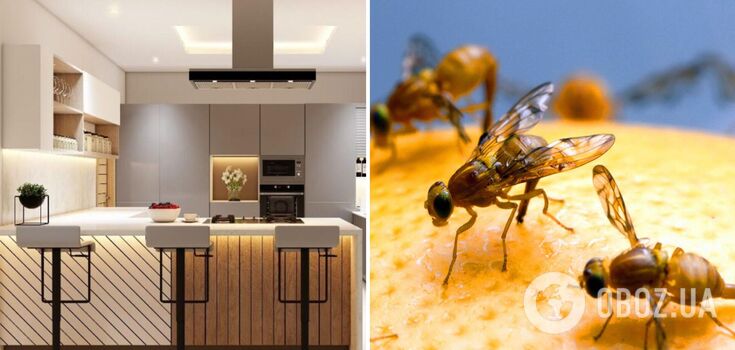 How to get rid of fruit flies in the kitchen: effective ways against Drosophila