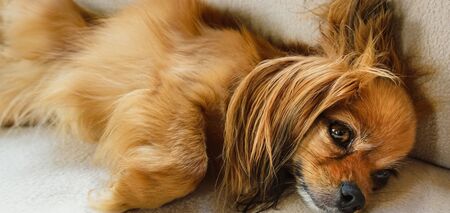 Когда пес умнее хозяина: 10 представителей пород собак с блестящим интеллектом