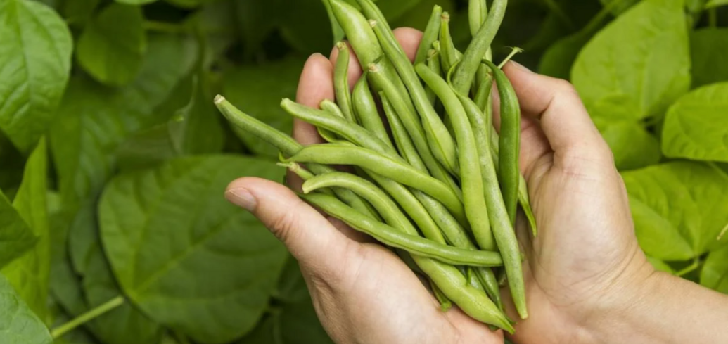 When to harvest beans: how to know it's time