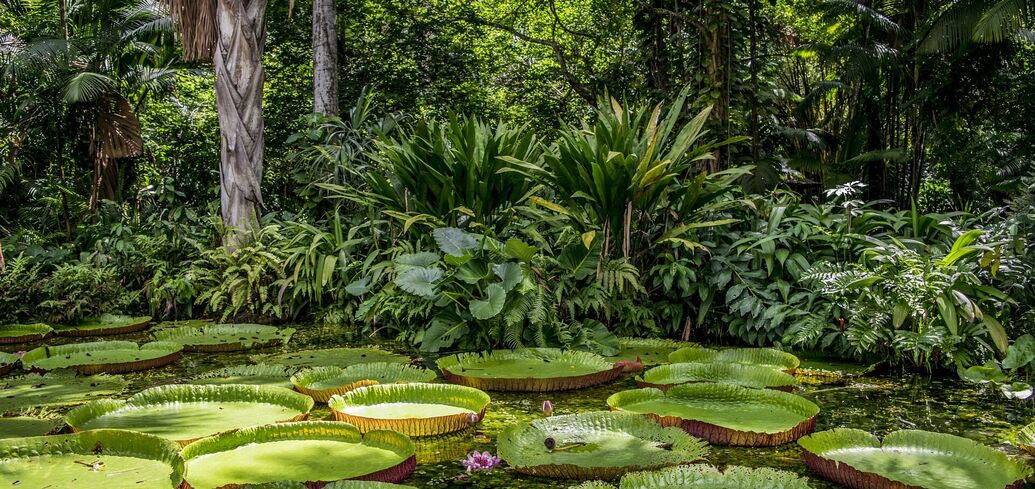Тропический лес Амазонки: какие тайны скрывает это туристическое направление Бразилии
