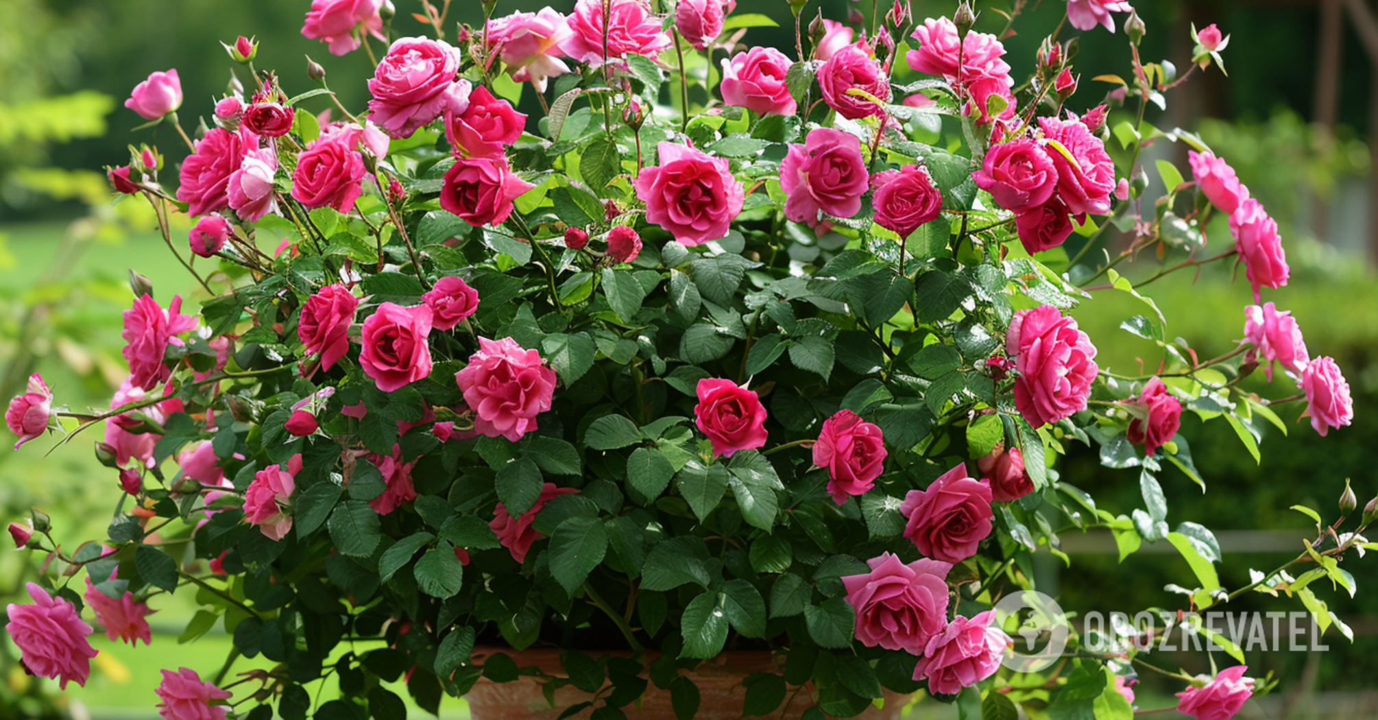 Jak ukorzenić róże z bukietu lub sadzonek: wskazówki