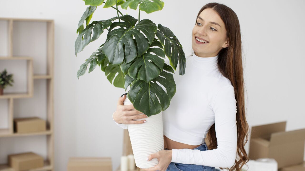 A three-component spray will save your plants from pests: everything you need is in every kitchen