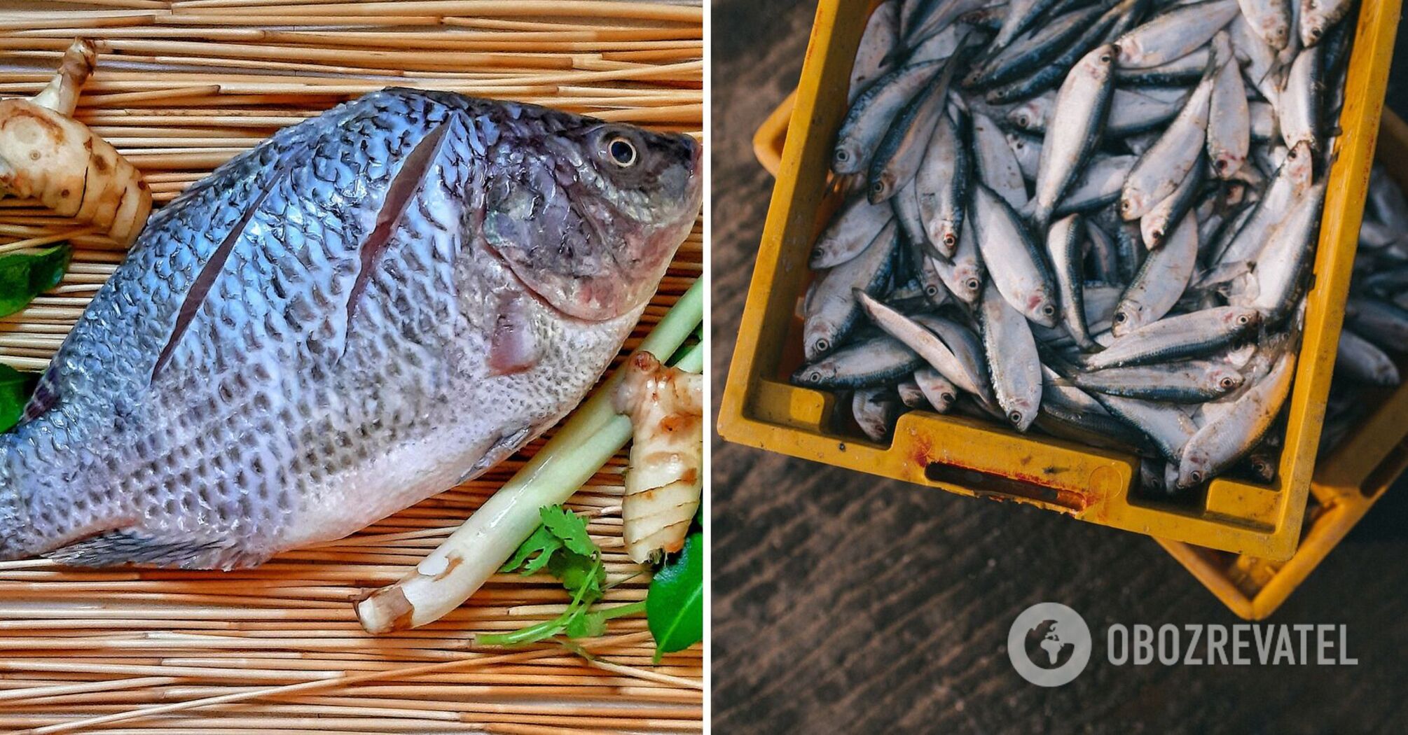 Which fish is the healthiest