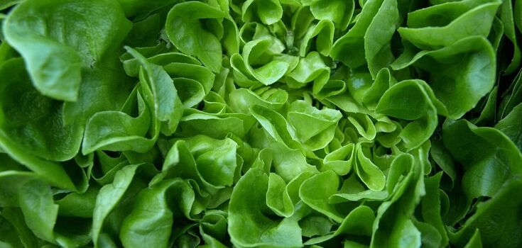 How to keep lettuce leaves fresh for 2 months: famous chef shares a simple trick