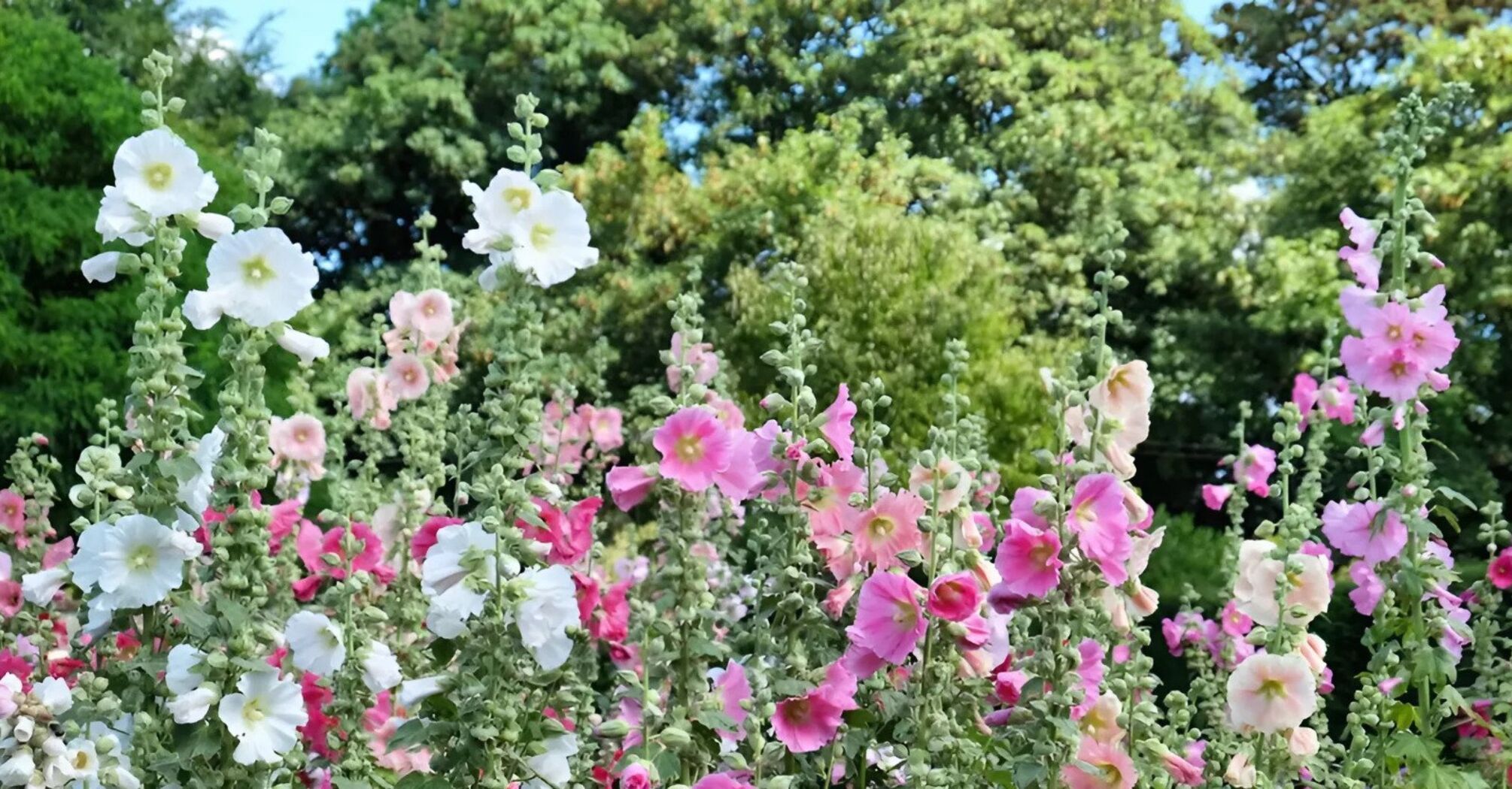 Ideal for a garden: how to properly care for hollyhocks