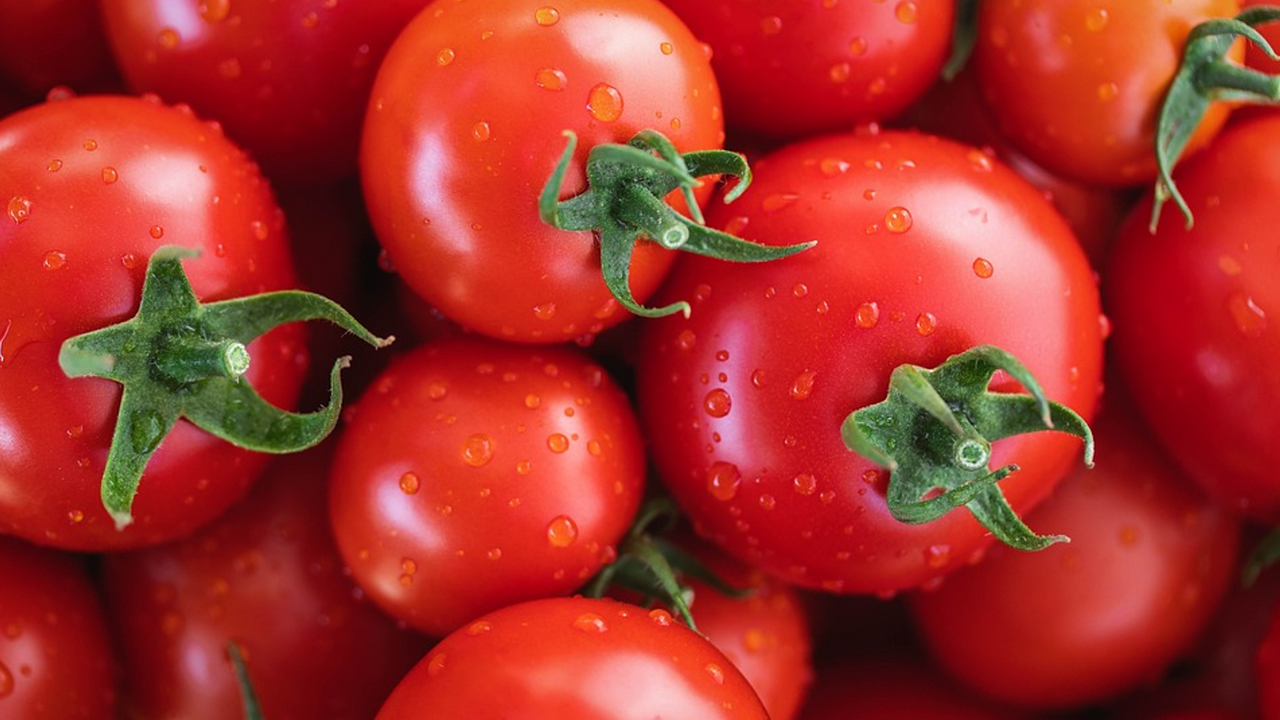 What tomatoes should never be canned: they can cause poisoning