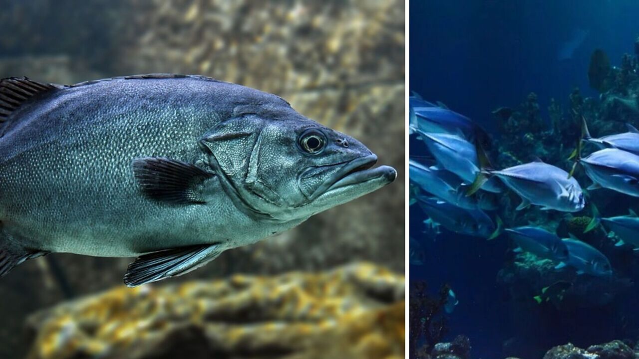 Scientists have named the healthiest fish and explained why