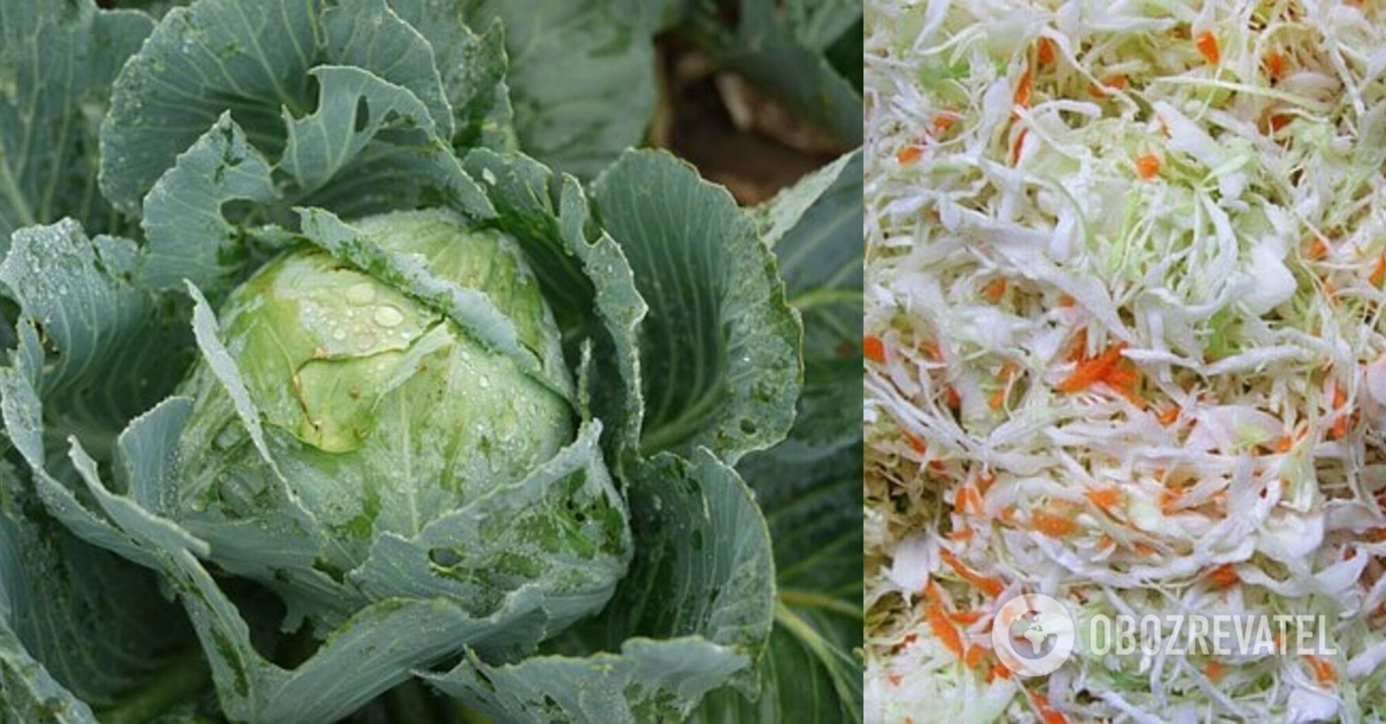 Sauerkraut in a jar – how to cook crispy and without bitterness