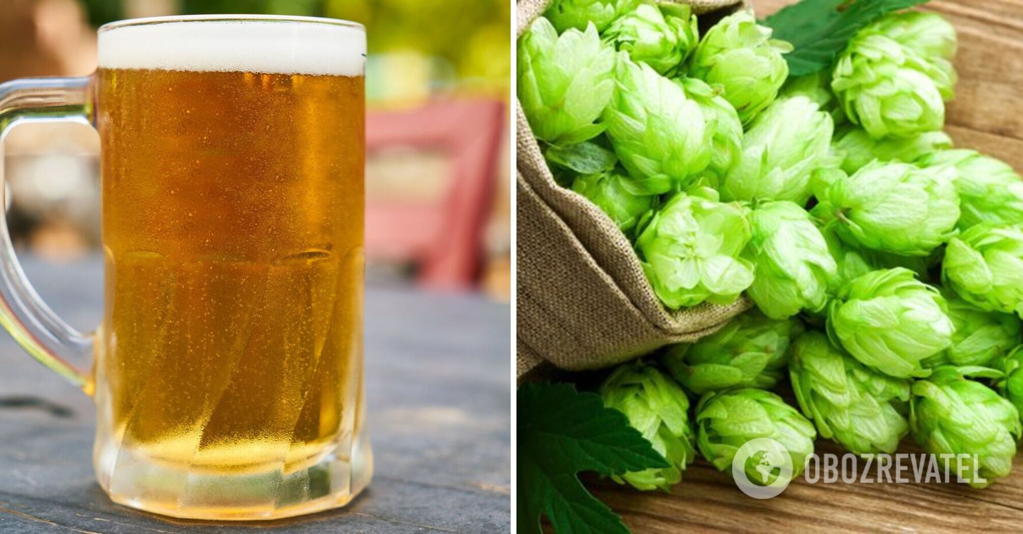 Beer is easy to make at home: a delicious drink with hops and honey