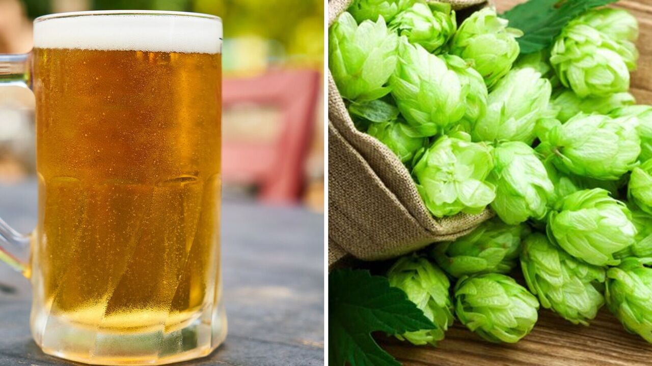 Beer is easy to make at home: a delicious drink with hops and honey
