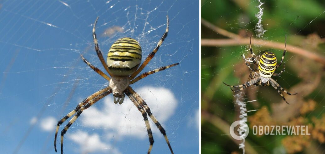 Argiope bruennichi