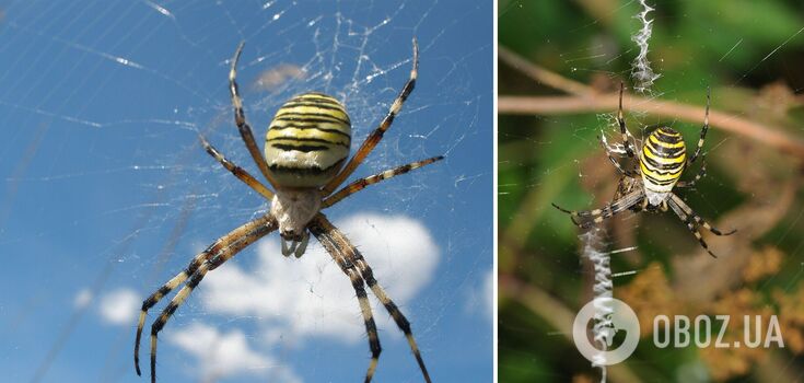 Argiope bruennichi