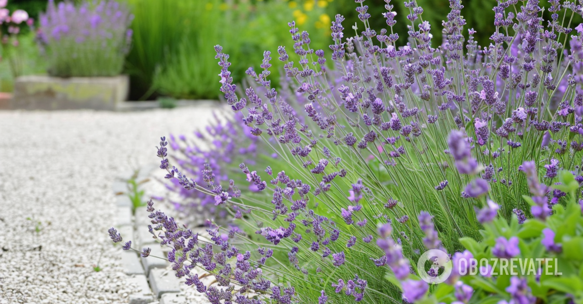 What to plant near lavender to make it bloom longer: what plants will make bad 'friends'