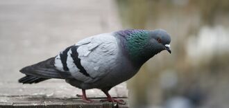 В Индии выпустили из-под стражи голубя, подозреваемого в шпионаже на Китай