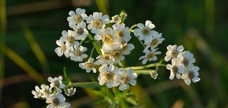 How to grow fragrant yarrow in the garden: simple tips