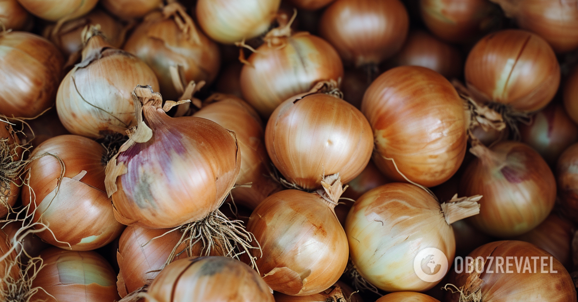 The time is different every year: when to harvest onions and how to store them properly