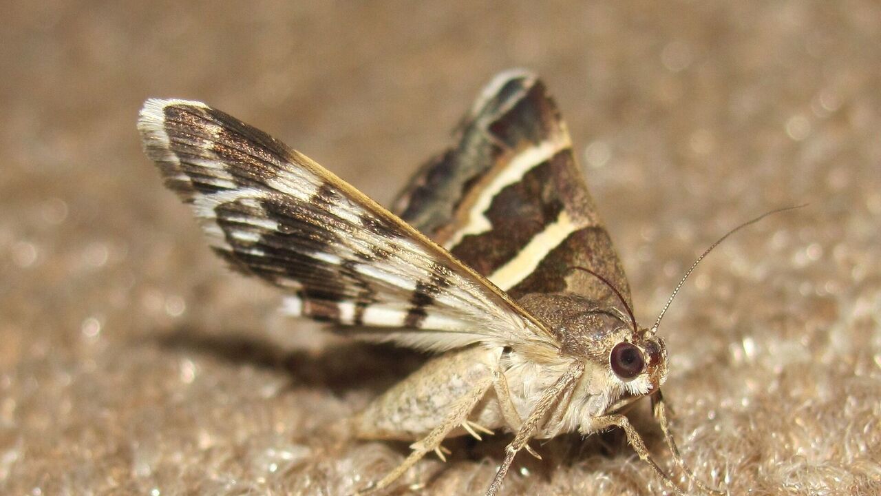 How to save clothes from damage if moths appear in the house