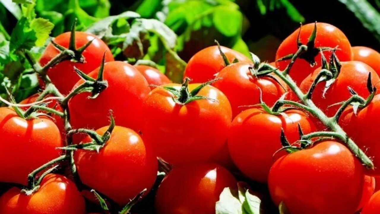 How to pickle tomatoes quickly: you can eat in a few hours