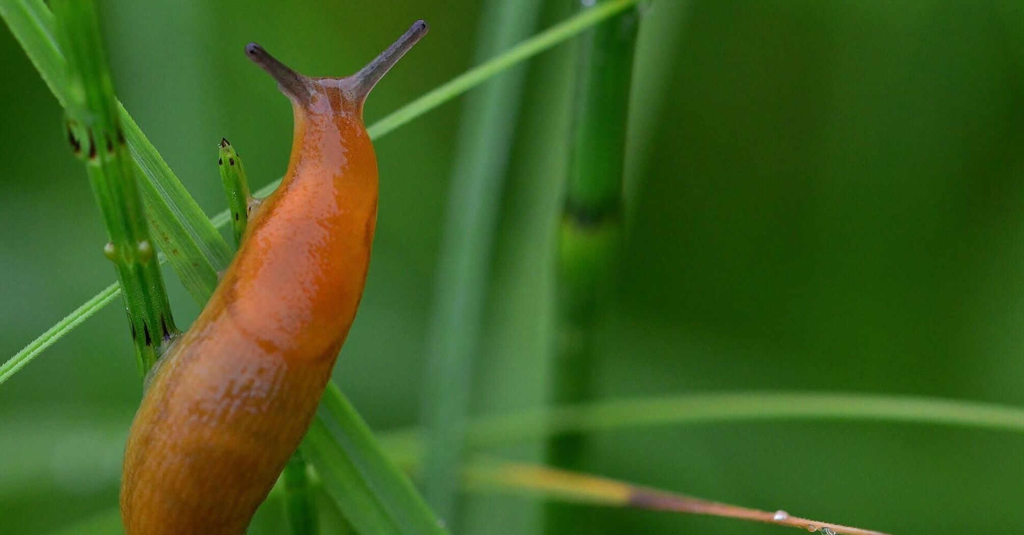 How to protect the garden from slugs: an easy way