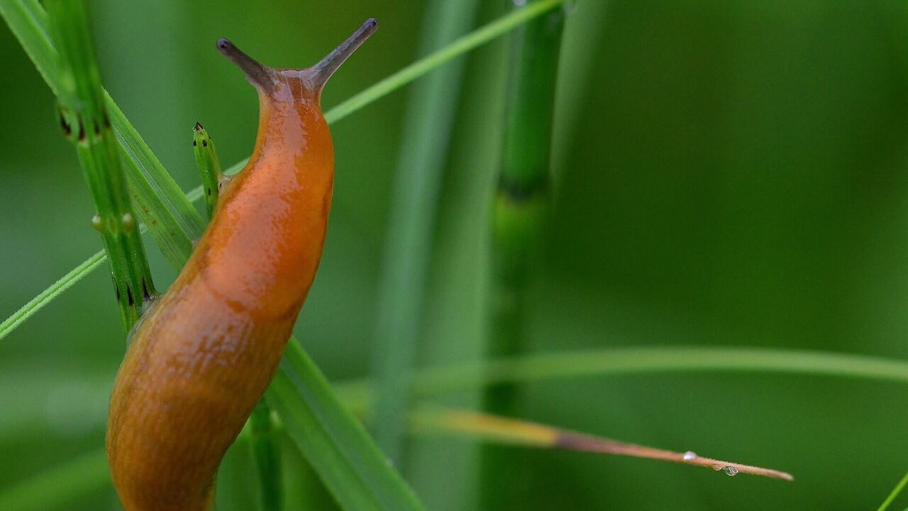 How to protect the garden from slugs: an easy way