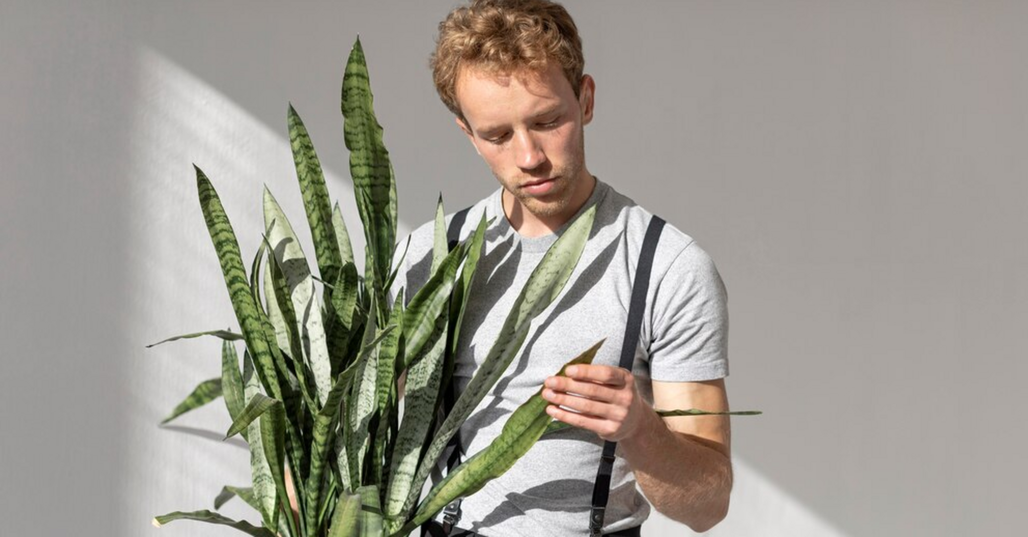 How to care for Sansevieria: five basic rules