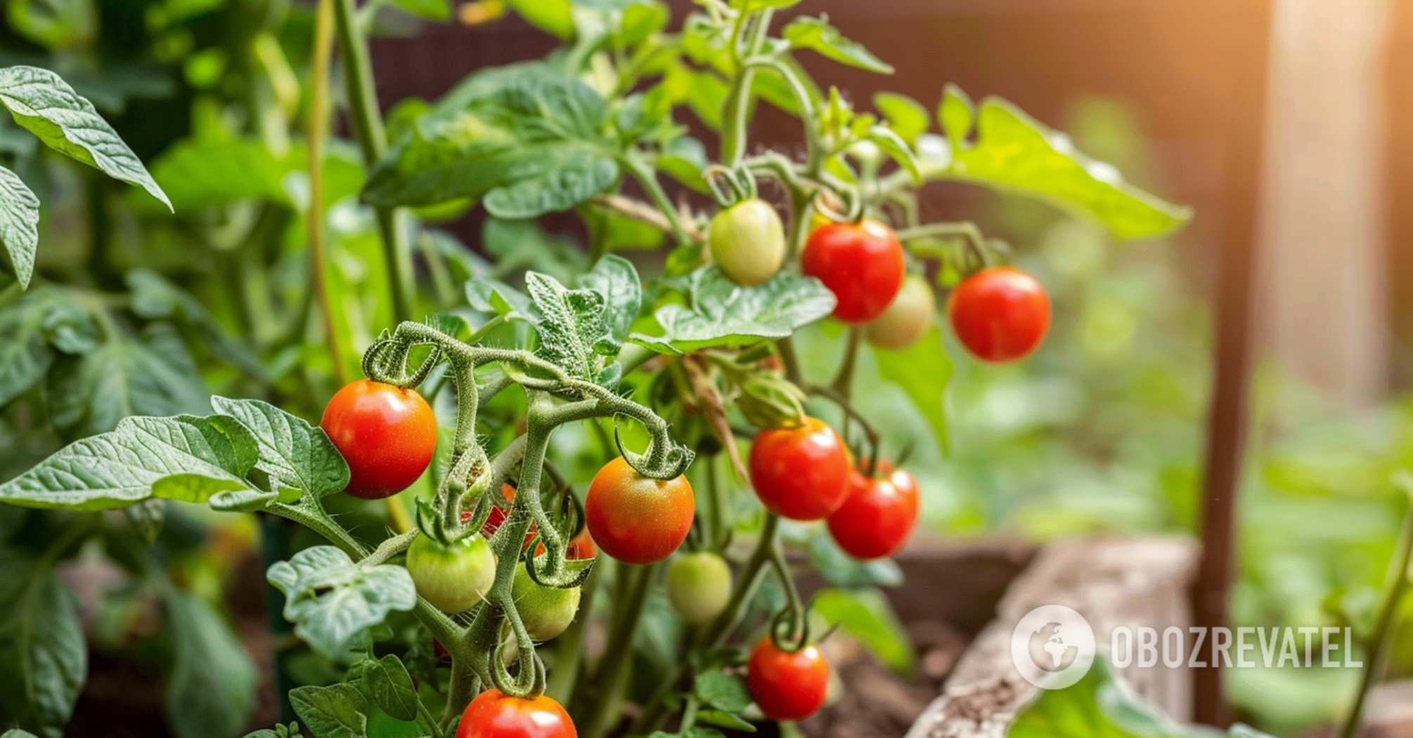 Why you should pinch out tomatoes and how to do it right