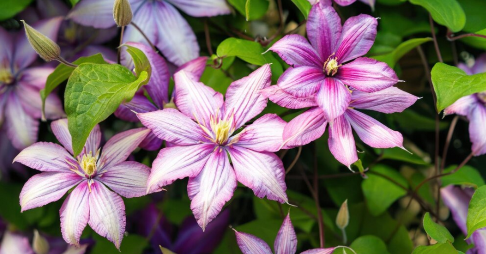Should you prune clematis: how to care for the ornamental plant properly