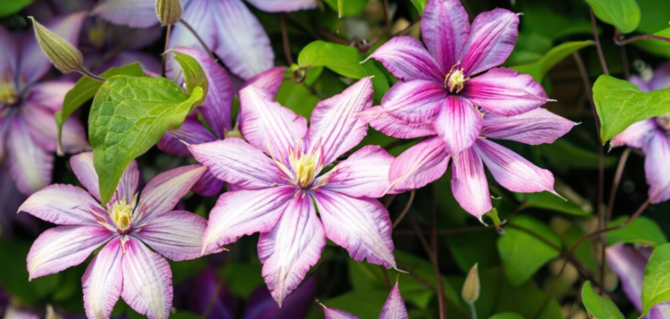 Should you prune clematis: how to care for the ornamental plant properly