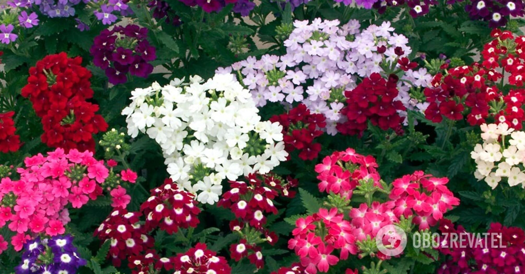 How to grow fragrant verbena in your own garden: tips for beginners