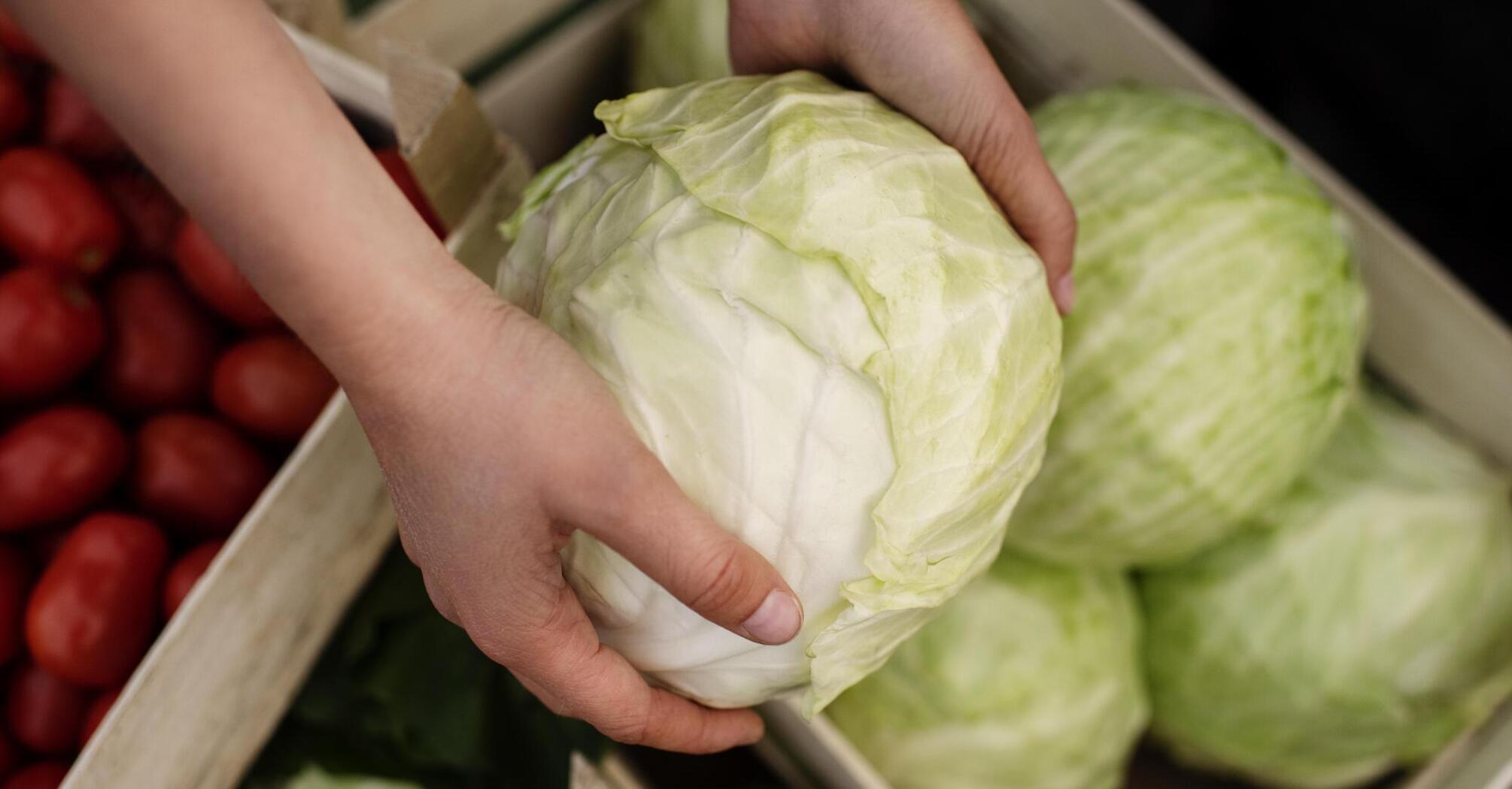 How to grow watermelon-sized cabbage: basic rules of care