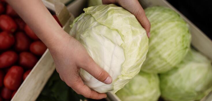 How to grow watermelon-sized cabbage: basic rules of care