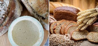 Bread starter