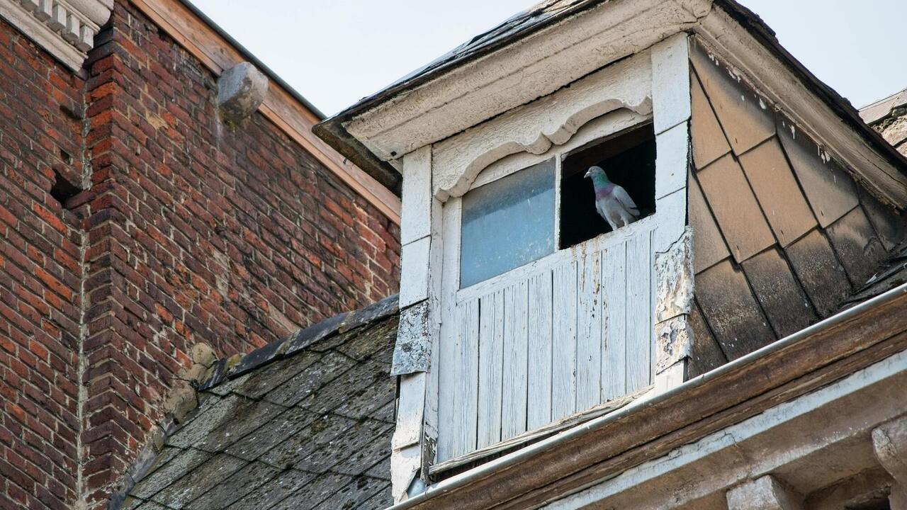 Голуб, ворона, горобець та інші: які птахи віщують біду та удачу, залітаючи в вікно