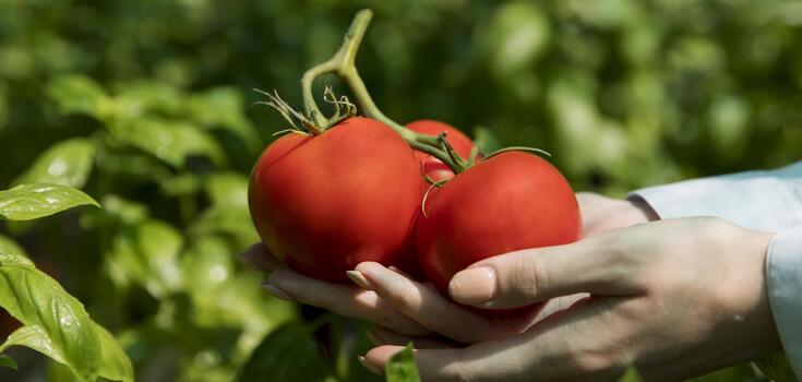 Why tomato flowers fall off and how to save the harvest