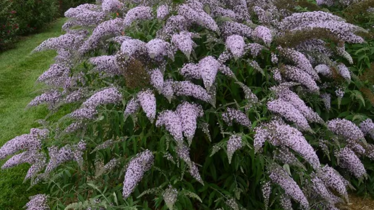 Butterfly magnet: how to grow buddleja at home