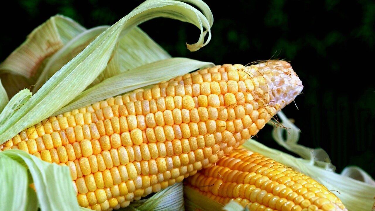 How to cook corn correctly and for how long to make it soft and juicy: useful tips