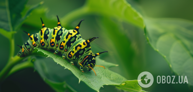 How to get rid of caterpillars in the garden: safe ways