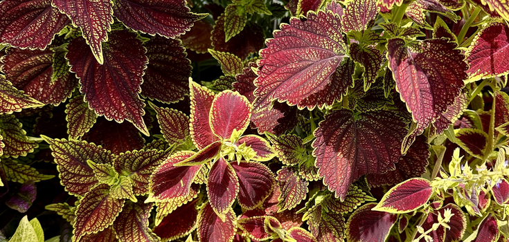 Find the lizard in the picture: a puzzle that only a few can solve