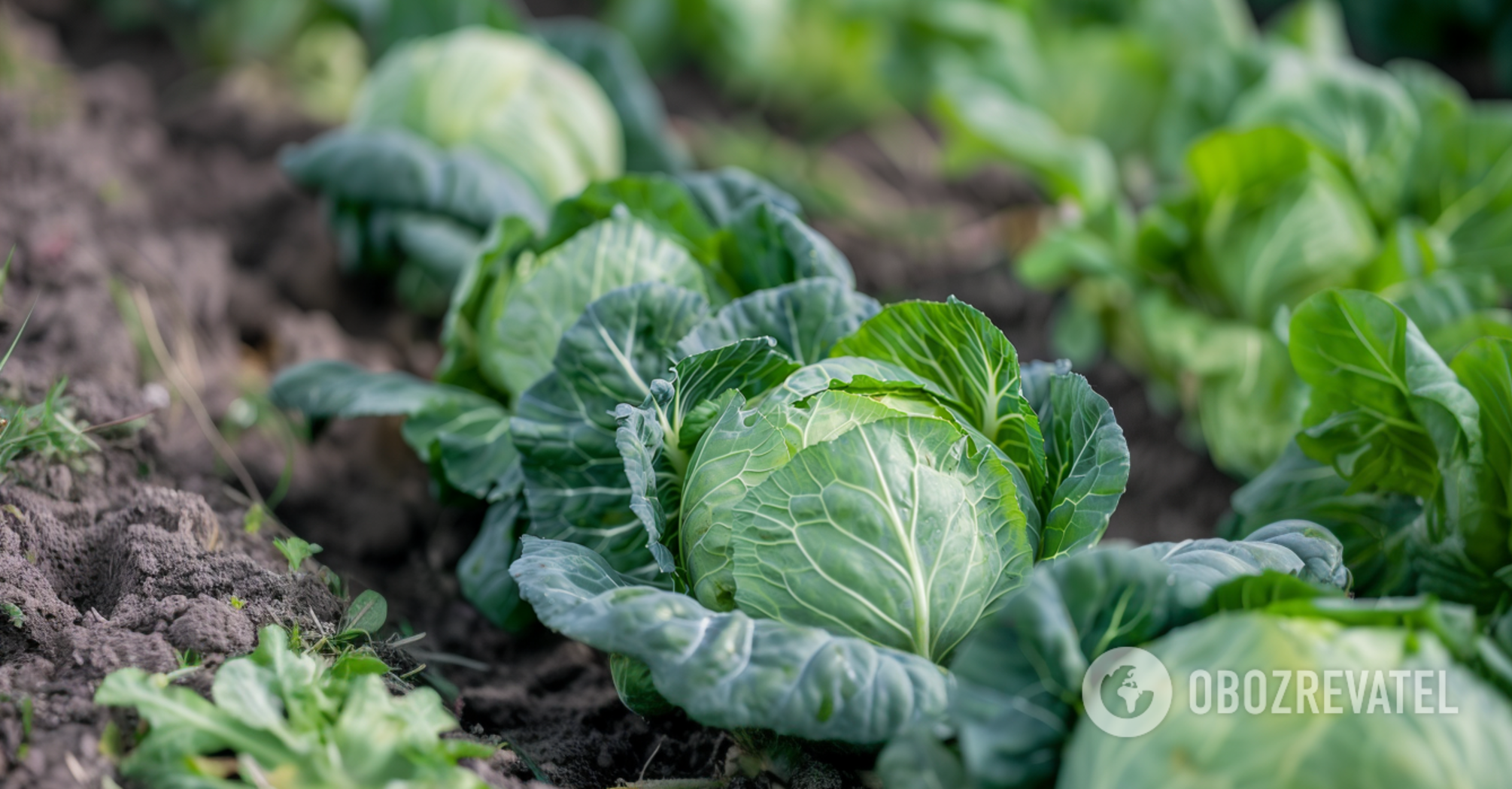 Do you need to fertilize cabbage at the end of August and what to do with it in September