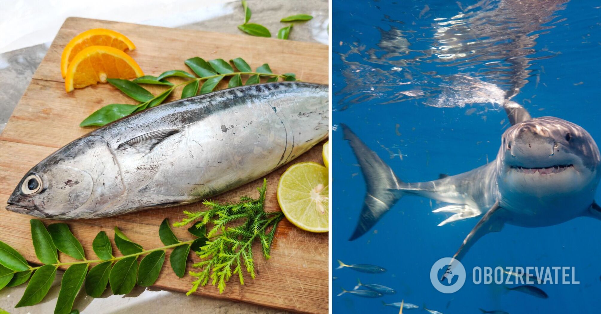 Perch, shark, tuna: 10 types of fish that are better not to eat – an expert from the Institute of Health