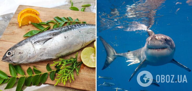 Perch, shark, tuna: 10 types of fish that are better not to eat – an expert from the Institute of Health