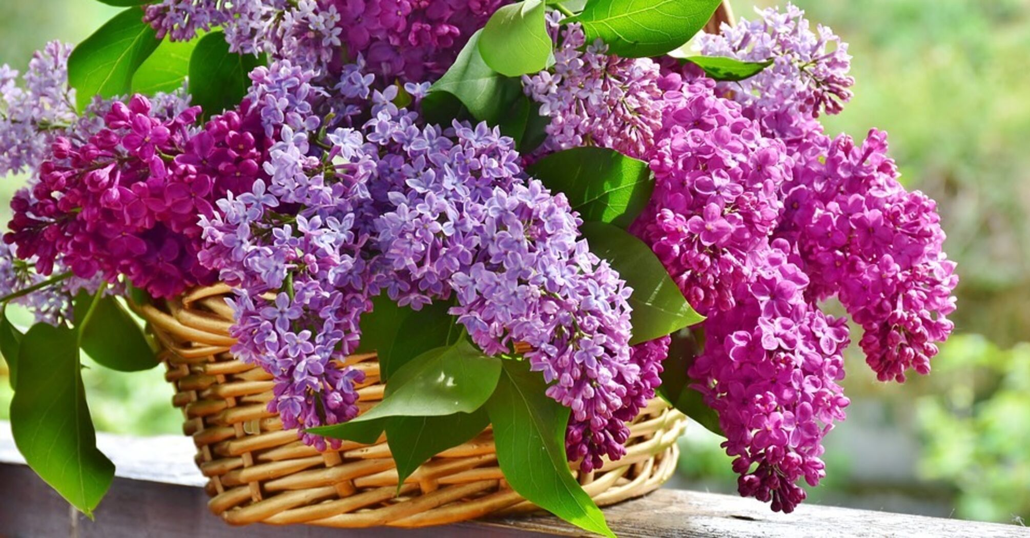 Fragrant and healthy lilac jam in a hurry: it turns out to be as thick as honey
