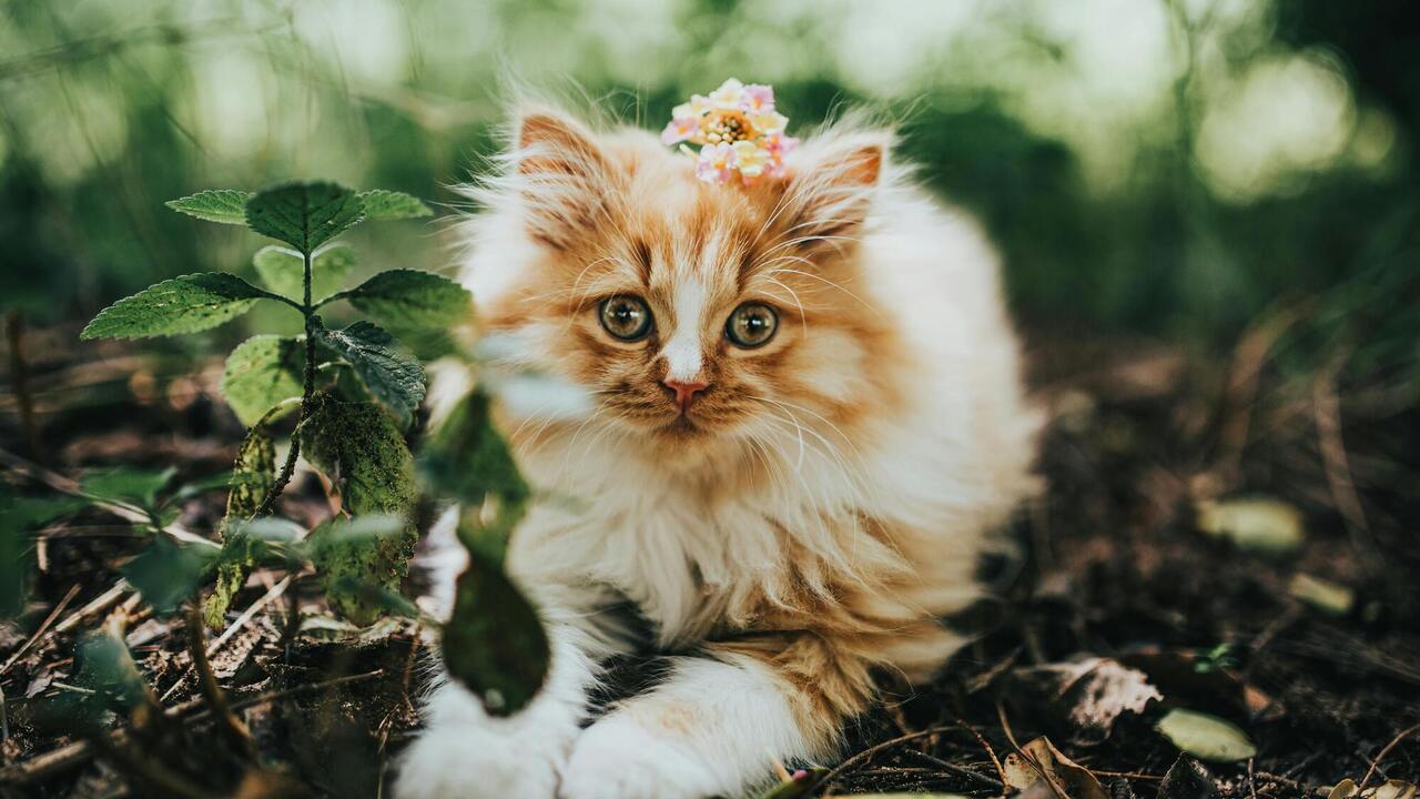 Обіцяє удачу: кота якого кольору не потрібно боятися, якщо він переходить дорогу