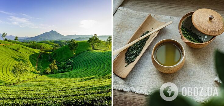 Green tea before bed: to drink or not to drink