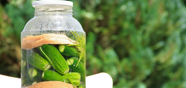 Why pickled cucumbers become soft: four mistakes housewives make